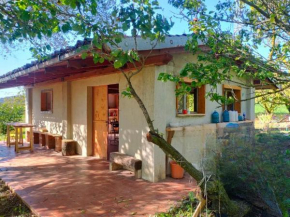 amacaia